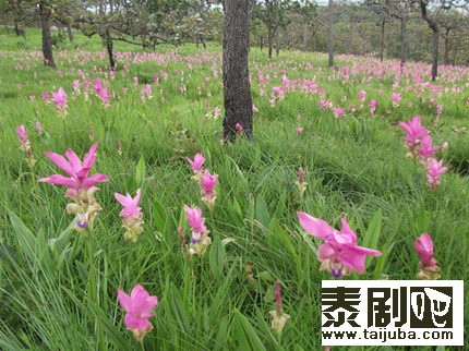 2013暹罗郁金香节2