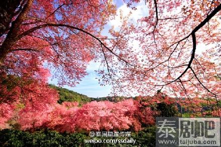 泰国赏樱花的景点