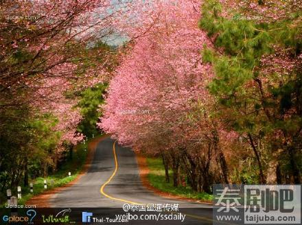 泰国赏樱花的景点