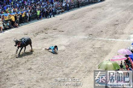 泰国春武里府=赛牛节现场照