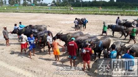 泰国春武里府=赛牛节现场照