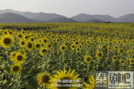 泰国向日葵节欣赏向日葵