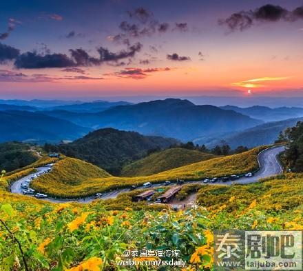 泰国夜丰颂野菊花海美景