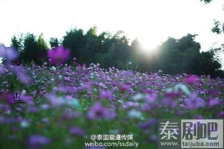 泰国碧差汶府Khao Kho景点花海美景