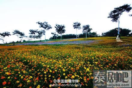 泰国碧差汶府Khao Kho景点花海美景