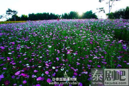 泰国碧差汶府Khao Kho景点花海美景