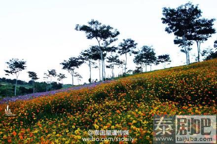 泰国碧差汶府Khao Kho景点花海美景