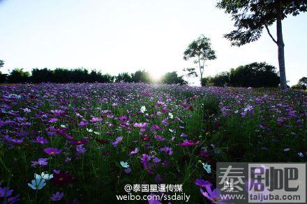 泰国碧差汶府Khao Kho景点花海美景