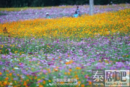 泰国碧差汶府Khao Kho景点花海美景