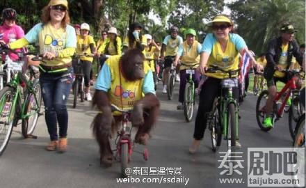 动物也有参加泰国“为父骑行”活动正在进行