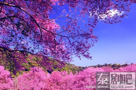 泰国赏樱胜地樱花美景