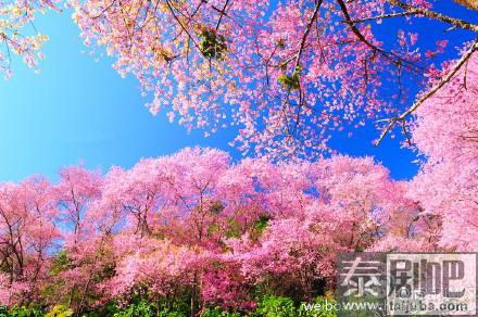 泰国赏樱胜地樱花美景