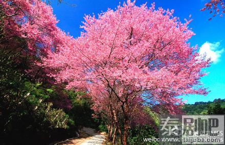 泰国赏樱胜地樱花美景