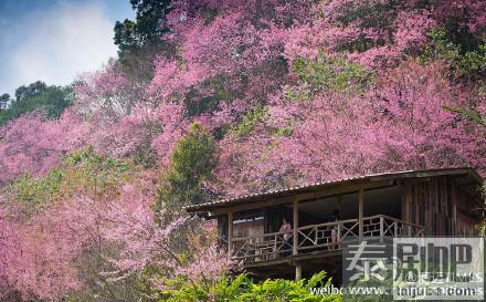 泰国赏樱胜地樱花美景