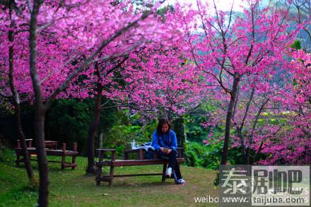 泰国赏樱胜地樱花美景