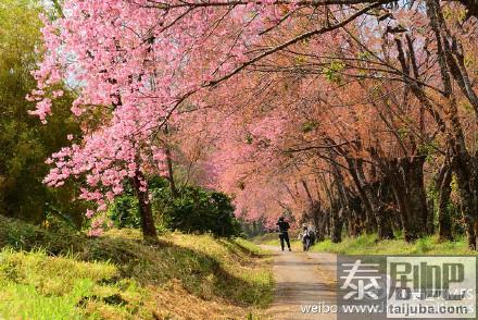 泰国赏樱胜地樱花美景