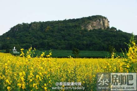 泰国北榄坡金黄麻花美景