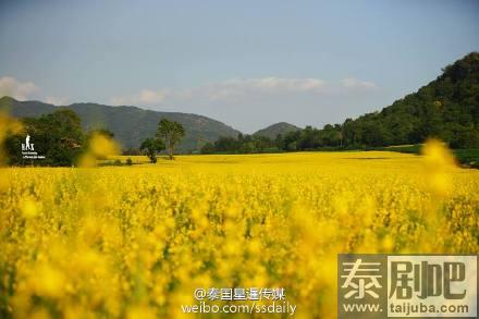 泰国北榄坡金黄麻花美景