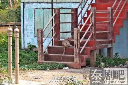 泰国旱季 林中猴子缺食居民区觅食