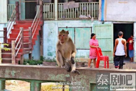 泰国旱季 林中猴子缺食居民区觅食