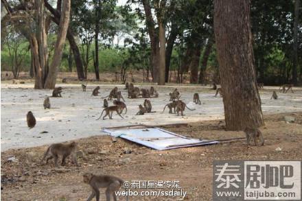 泰国旱季 林中猴子缺食居民区觅食