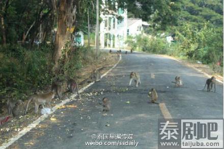 泰国旱季 林中猴子缺食居民区觅食