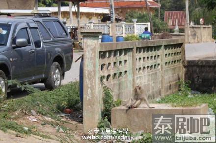 泰国旱季 林中猴子缺食居民区觅食