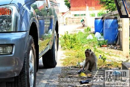 泰国旱季 林中猴子缺食居民区觅食