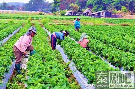 泰国旅游：2016清迈草莓节沙蒙县 一起去摘草莓吧