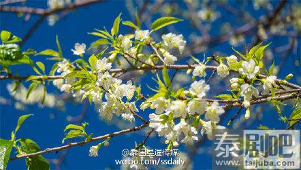 泰国旅游:清迈花季美景 你的冬季TA的花季