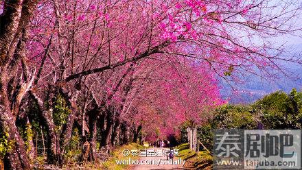 泰国旅游:清迈花季美景 你的冬季TA的花季