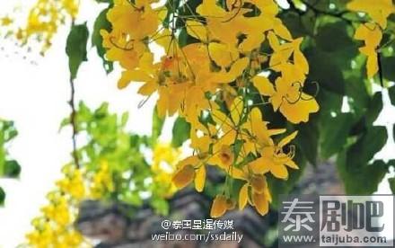 泰国国花金链花美图欣赏