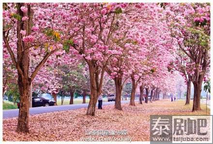 泰国农业大学风铃木美景