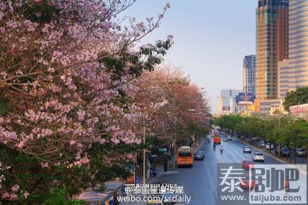 泰国农业大学风铃木美景