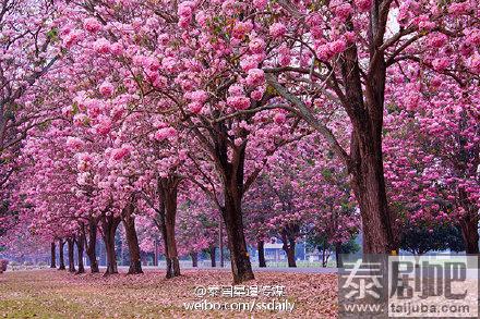 泰国农业大学风铃木美景