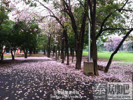 泰国农业大学风铃木美景