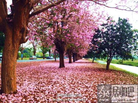 泰国农业大学风铃木美景