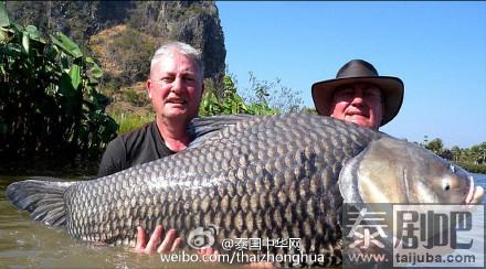 泰国天然湖泊盛产巨型鲤鱼 巨暹罗鲤重200余斤