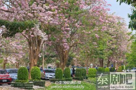 泰国农业大学佛统府分校区粉花风铃木美景