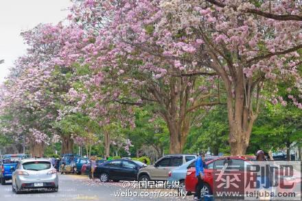 泰国农业大学佛统府分校区粉花风铃木美景