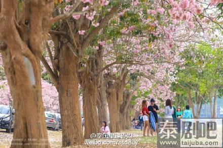 泰国农业大学佛统府分校区粉花风铃木美景