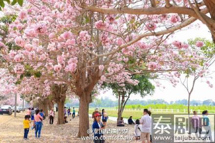 泰国农业大学佛统府分校区粉花风铃木美景