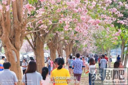 泰国农业大学佛统府分校区粉花风铃木美景