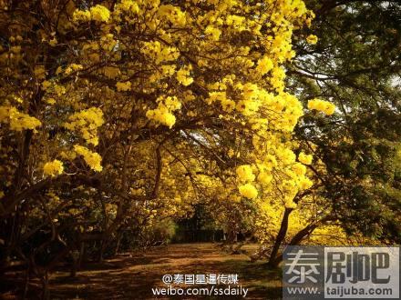 泰国旅游：北部南邦府一中学里黄色风铃木绽放美景