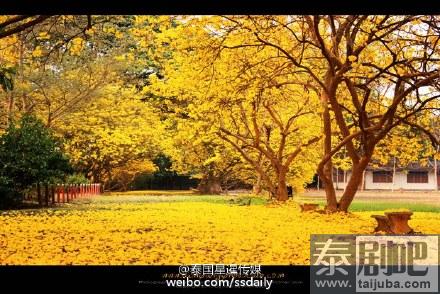 泰国旅游：北部南邦府一中学里黄色风铃木绽放美景