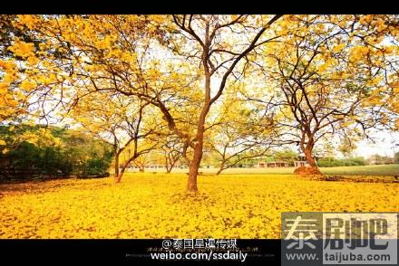 泰国旅游：北部南邦府一中学里黄色风铃木绽放美景