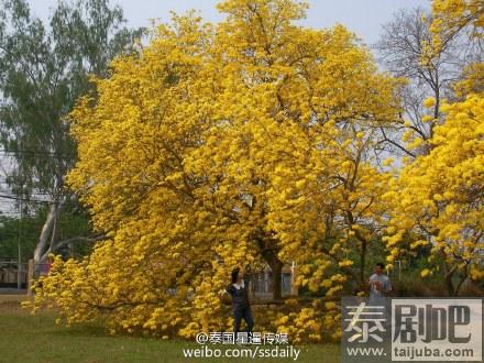 泰国旅游：北部南邦府一中学里黄色风铃木绽放美景