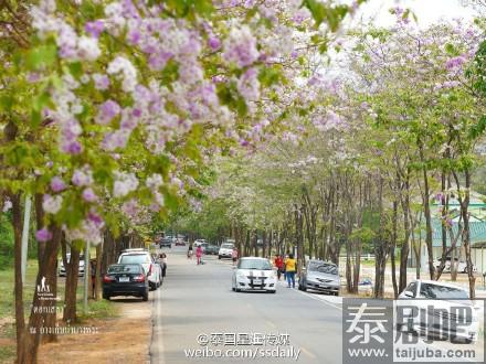 泰国春武里府诗拉猜县粉红沿路绽放