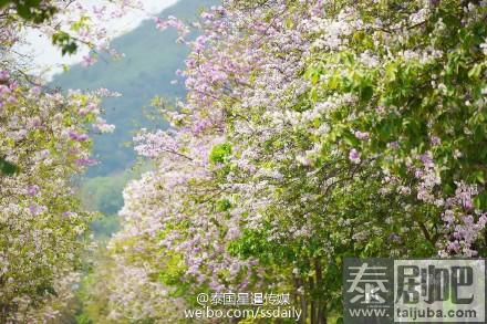 泰国春武里府诗拉猜县粉红沿路绽放