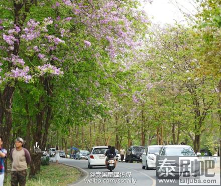 泰国春武里府诗拉猜县粉红沿路绽放